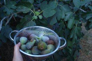Fresh-picked figs from our backyard