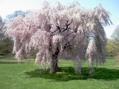 weeping-cherry-blossom-tree