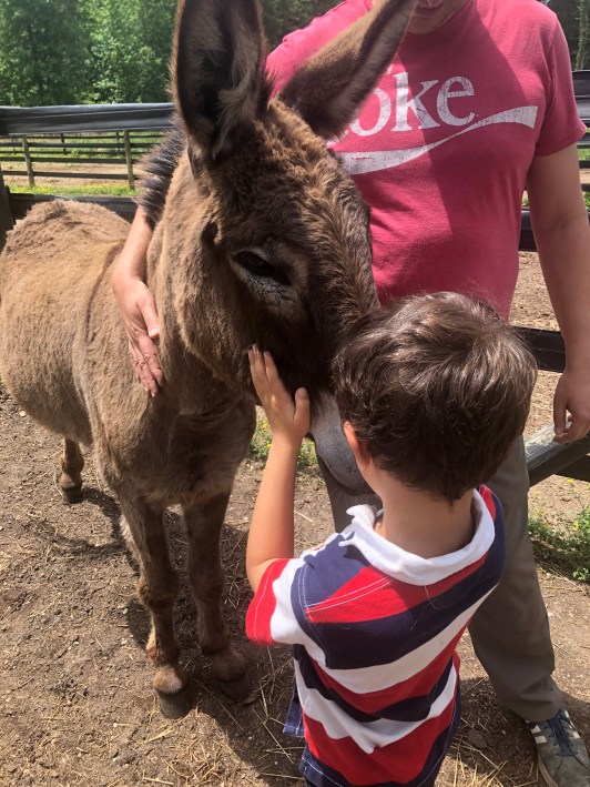 donkey and a little boy